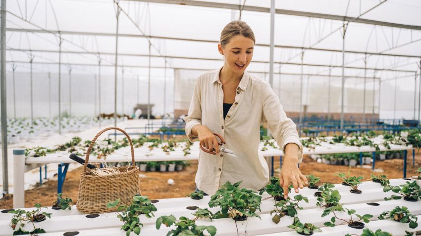 Plant Breeder’s Rights Explained for Australian Growers and AgTech Businesses