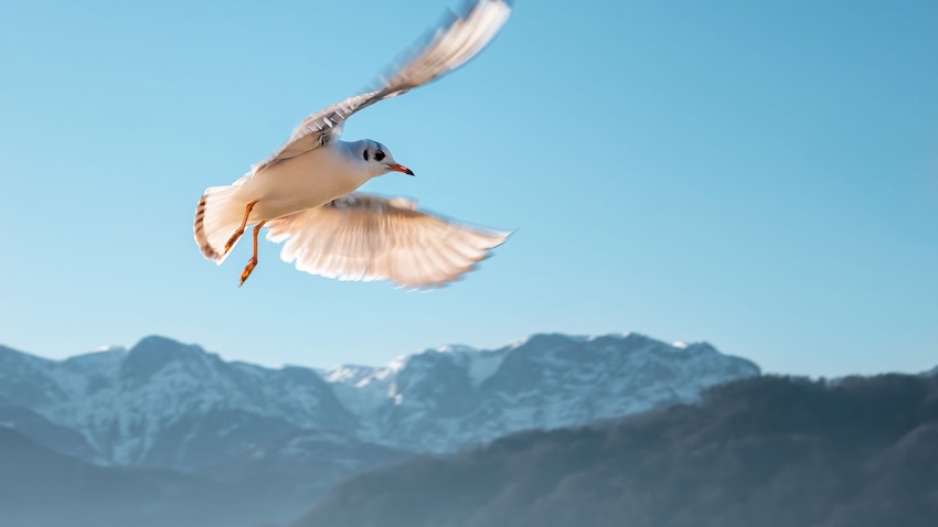 Freedom to Operate Searches Explained: Why Having a Patent Does Not Mean You Can Sell the Product